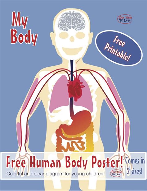 Free Printable Human Body Anatomy Poster Worksheet Human Body Lesson