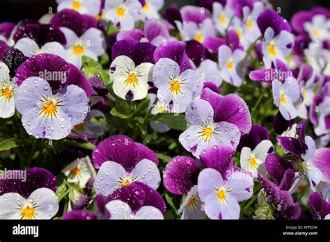 Viola Tricolor Violet Pansies Close Up Background Stock Photo Alamy