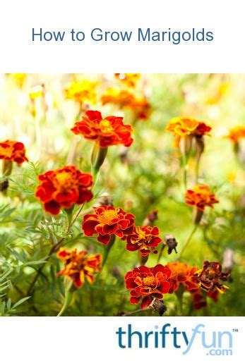 Learn how to grow marigold seeds and plants in your annual flower garden from gardening experts at burpee. How to Grow Marigolds | ThriftyFun