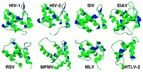 Retrovirus Matrix Protein Membrane Binding Regions Ribbon Diagrams Of