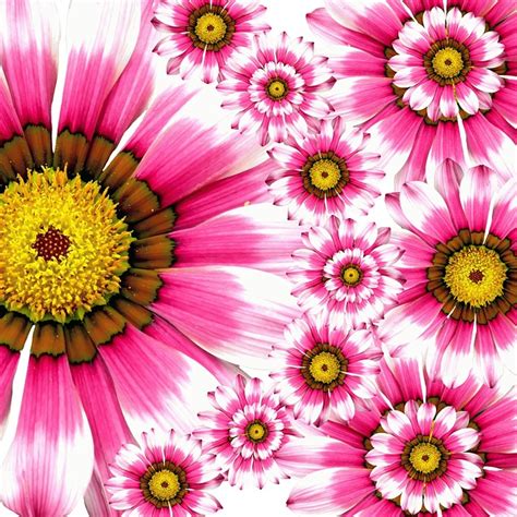 They are bright, desired, pleasantly smell. Pink summer nature collage flower flora Photo | Free Download
