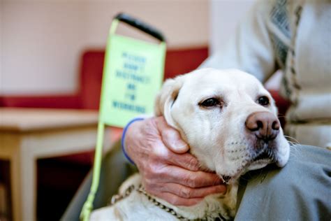 How to train your own service dog. Guide Dogs at Blind Veterans UK | Guide dog, Working dogs ...