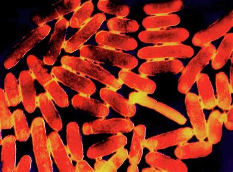 Evading E Coli A Lethal Strain Of The Bacteria Is Changing How Our