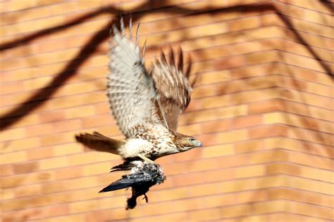 Red Tailed Hawk Hunting In Kennedy Plaza