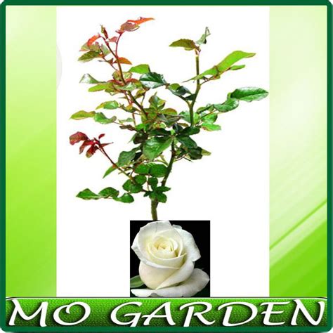 Check spelling or type a new query. Terkeren 30+ Bunga Mawar Putih Tanda Perpisahan - Gambar ...