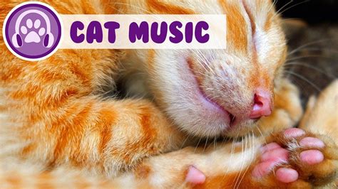 Kitten Music Music To Soothe Your Kittens Youtube