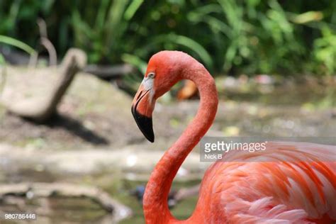 American Flamingos Photos And Premium High Res Pictures Getty Images