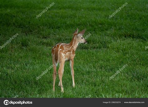 White Tailed Deer Fawn Spots Meadow Summer — Stock Photo © Eeitony