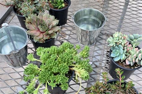 The Best Indoor Succulents That Anyone Can Grow Merry About Town