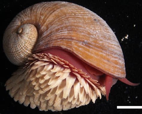 Sea Snail Worldatlas