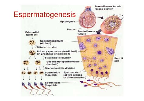 Meiosis Espermatogenesis Y Ovogenesis High School
