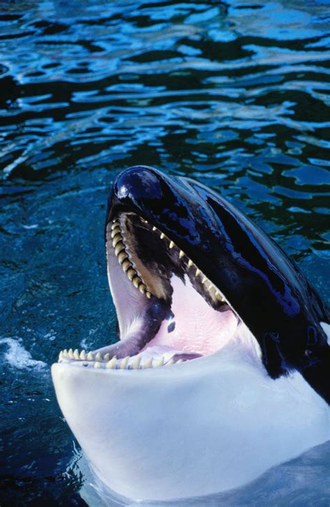 10 Facts About Killer Whales Or Orcas