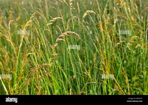 Wild Grasses Hi Res Stock Photography And Images Alamy