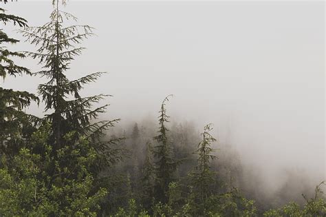 Graphy Of Pine Trees Covered With Fogs Hd Wallpaper Peakpx