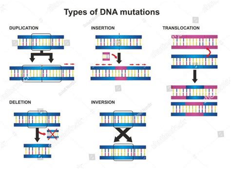 Genetic Mutations Science Of Healthy