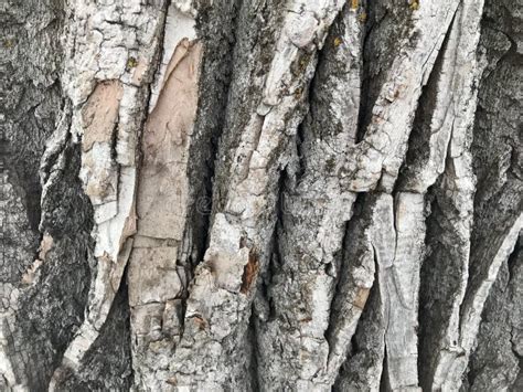 White Ash Tree Bark Close Up Stock Image Image Of Close Pattern