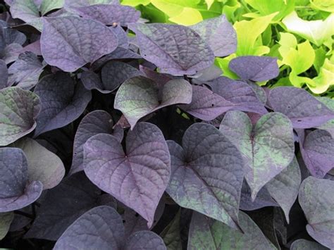 Sweet Potato Vine Plant Purple Home And Garden Reference