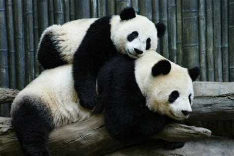 Il ouvre les bras comme pour te demander de jouer avec lui. Le bébé panda - pouvez-vous choisir le plus mignon ...