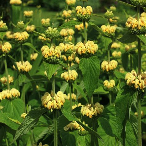 Plant Of The Month May Phlomis Russeliana Lewis
