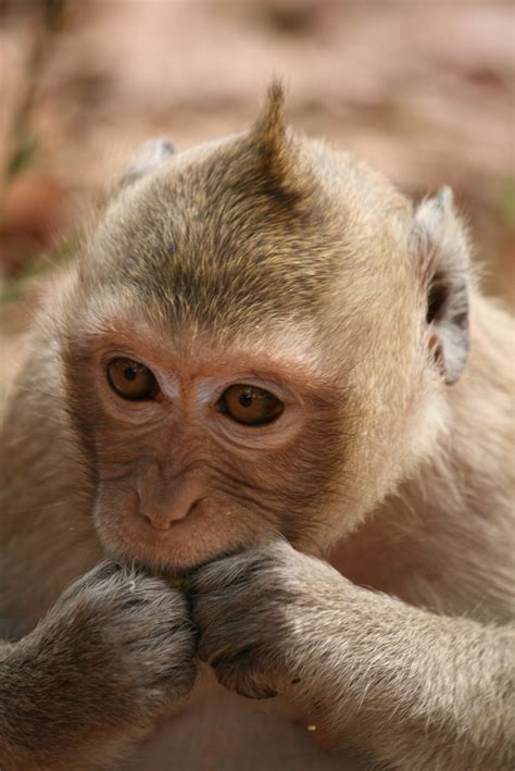 Phana Monkey Project In North East Thailand Avsoorg