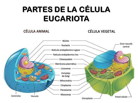 Tipos de Células y sus partes con imágenes Saberimagenes com