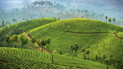 Easing Into India With Soothing Kerala Tour Travel Weekly