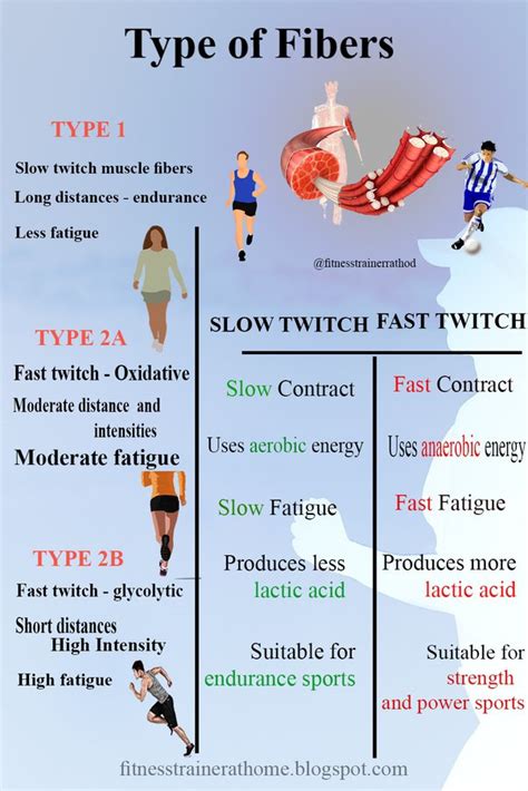 Select The Characteristics Of Slow Twitch Muscle Fibers