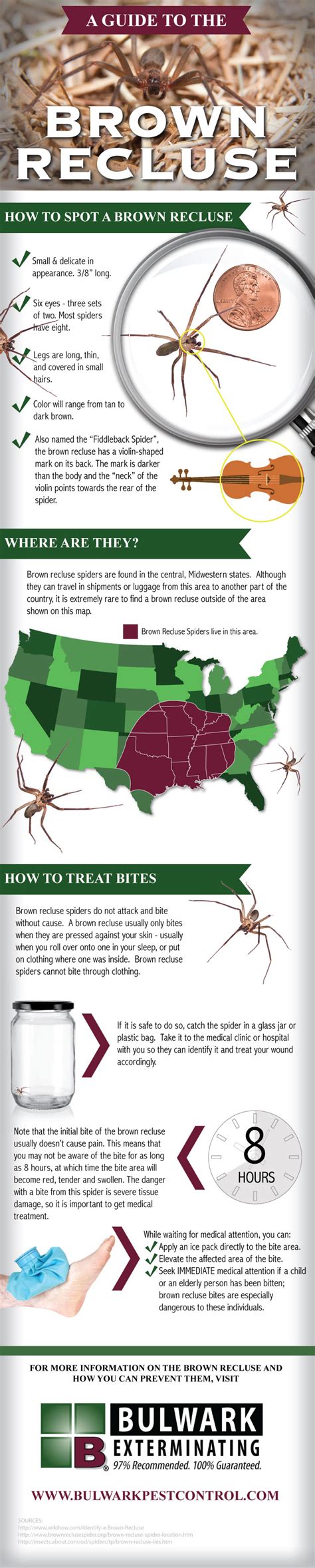 A Guide To The Brown Recluse Spider Infographic