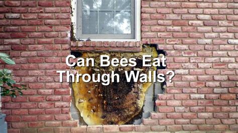 Can Bees Eat Through Walls You May Be Surprised By The Answer Easy