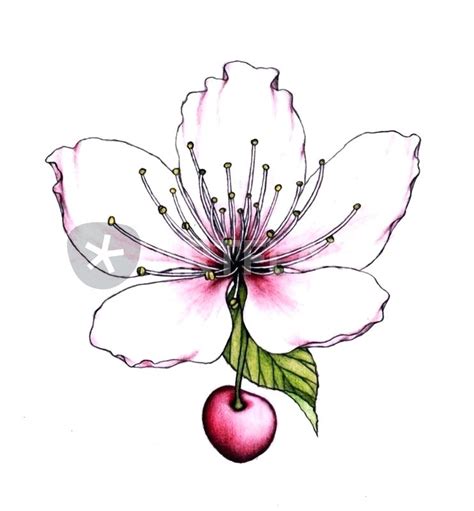 Japanese Cherry Blossom Drawing Black And White Free Download On