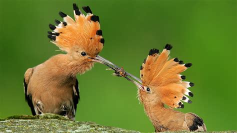Hoopoe Full Hd Wallpaper And Background 1920x1080 Id408320