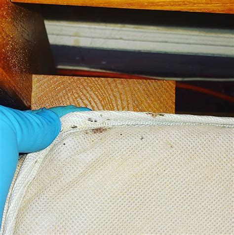Bed Bug Removal Bed Bug Inspection Hamilton Square Nj