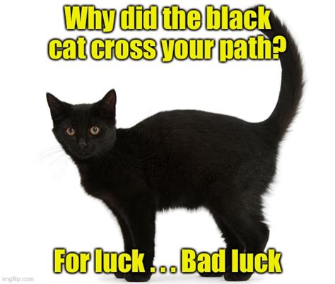Blackcatsmatter Imgflip