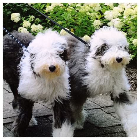 Mini Sheepadoodle Feathers And Fleece Sheepadoodle Puppy Schnoodle