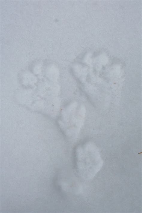 Snowshoe Hare Tracks Mynature Apps