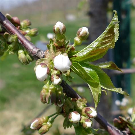 Cherry Bud Stages New England Tree Fruit Management Guide