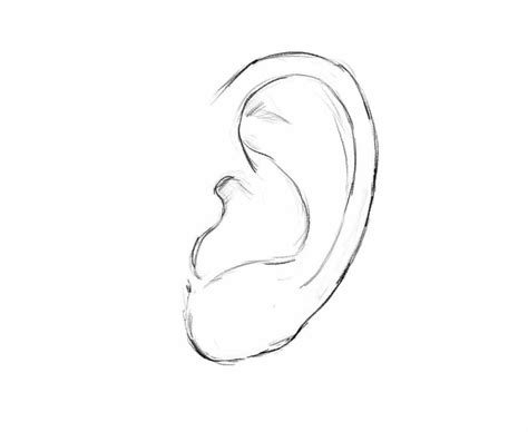 Learn To Draw A Human Ear In 6 Easy Steps With Pictures