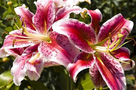 At the same time, these items are entirely damaged, and you cannot reuse any of. Asiatic & Orienta Lily Garden | Mizzou Botanic Garden ...