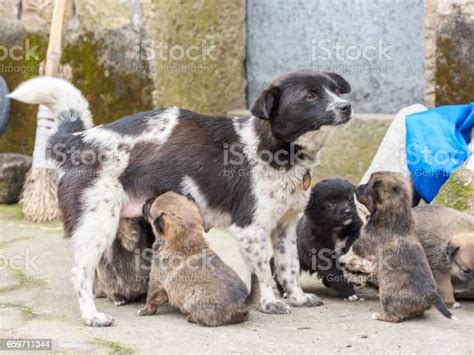 Foto De Filhotes De Cachorro Sugando Leite Do Peito Da Mãe Cão E Mais Fotos De Stock De