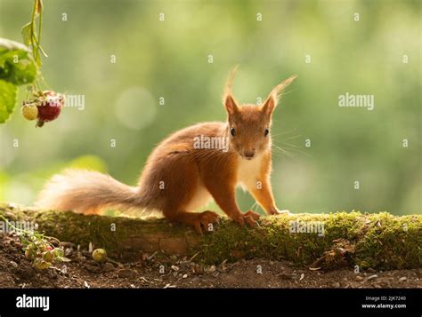 Young Red Squirrel Close Up On Moss Stock Photo Alamy