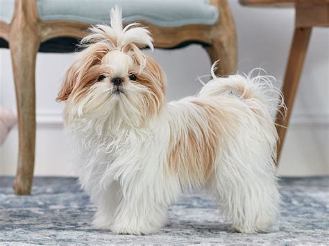 10 Best Shih Tzu Haircuts And Styles In 2022 2023