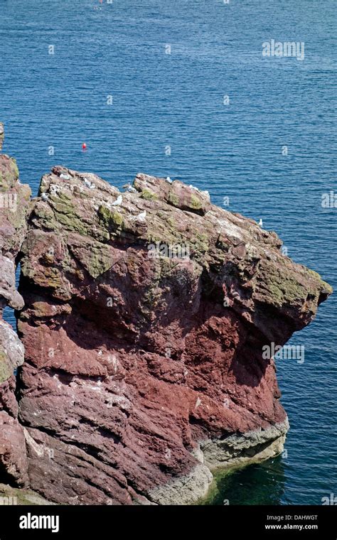 Sea Cliffs In St Abbs Head National Nature Reserve Between The