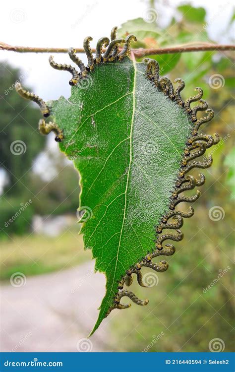 The Caterpillars Eat Birch Leaves Gluttony Insects In Nature Pests In The Natural Environment