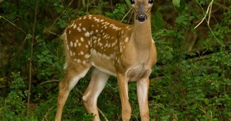 Early Movements Crucial To Whitetail Fawn Sports