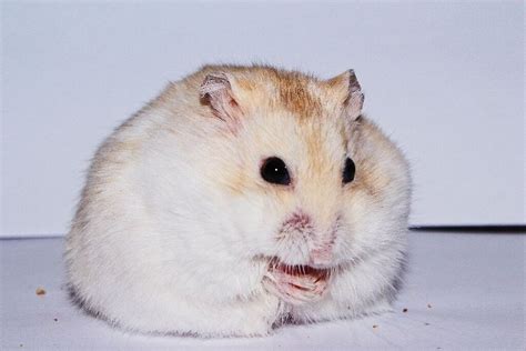 Baby Russian Dwarf Hamsters For Sale In Norwich Norfolk Gumtree
