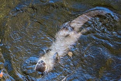 Otter Relaxes In A Back Float — The Daily Otter Otters Sea Otter