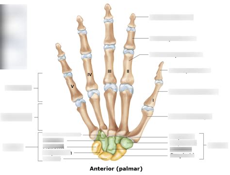Lab 1 Bones Wrist And Hand Articulated Bones Of The Hand Diagram