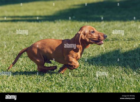 Cute Female Of Brown Dachshund Purebred Breeding Dog In Grass Stock