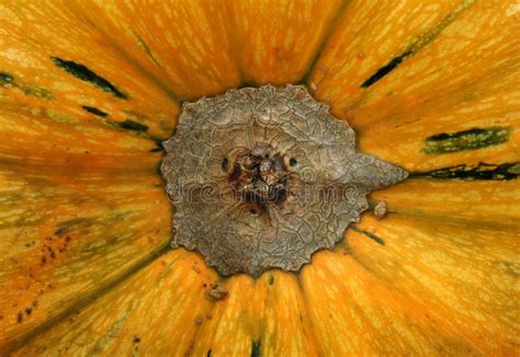 Pumpkin Skin And Stalk Stock Image Image Of Stem Organic 101453391