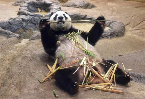 Giant Panda Cub Born At Tokyo Zoo Cgtn